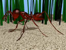 Ant